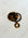 Tortoise Shell